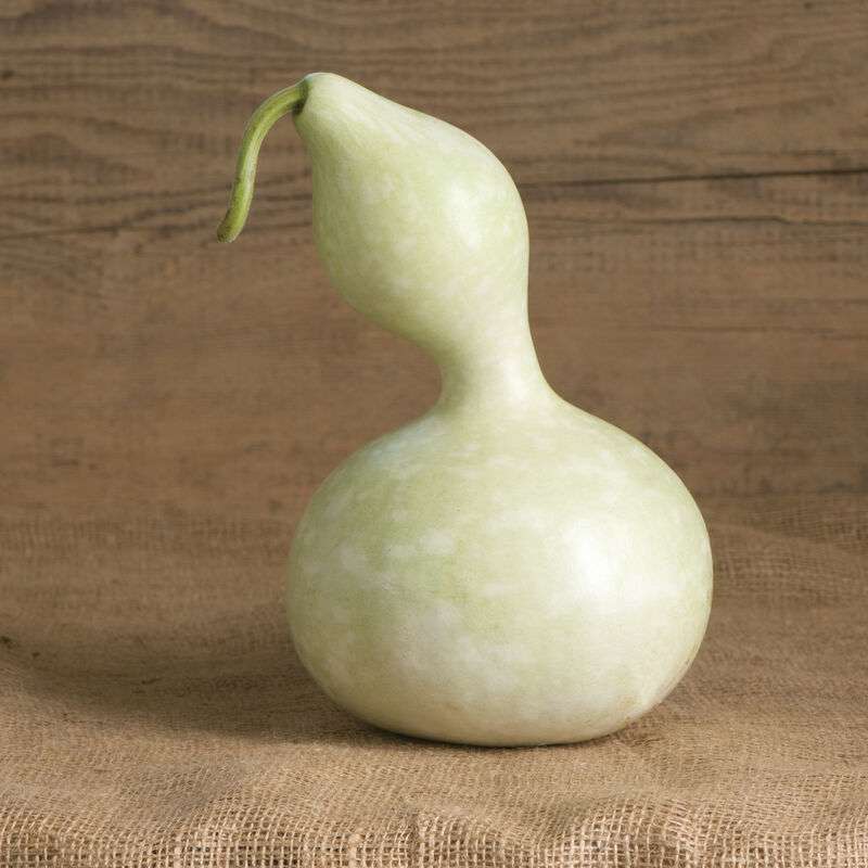 Bottle or Birdhouse Gourd Seed