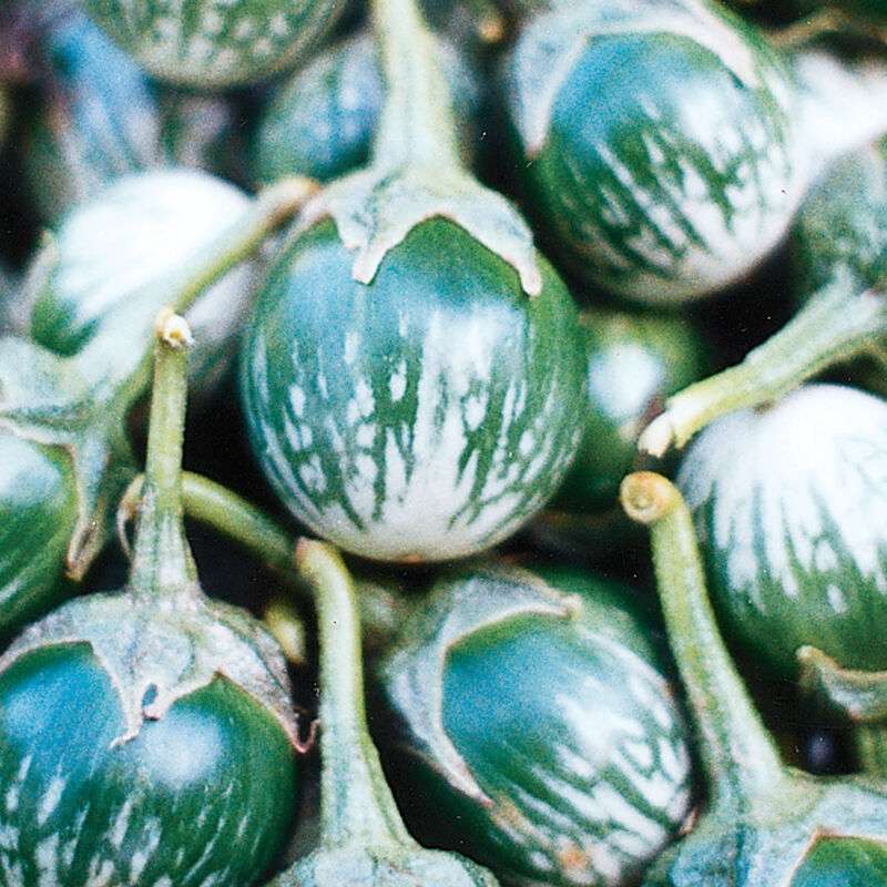 Kermit (F1) Eggplant Seed