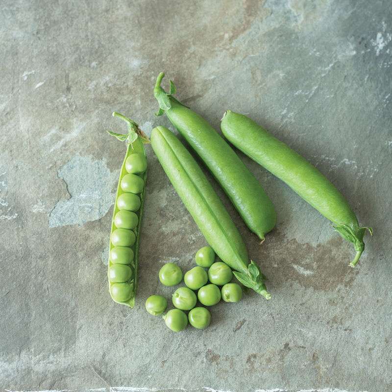 Maxigolt Pea Seed