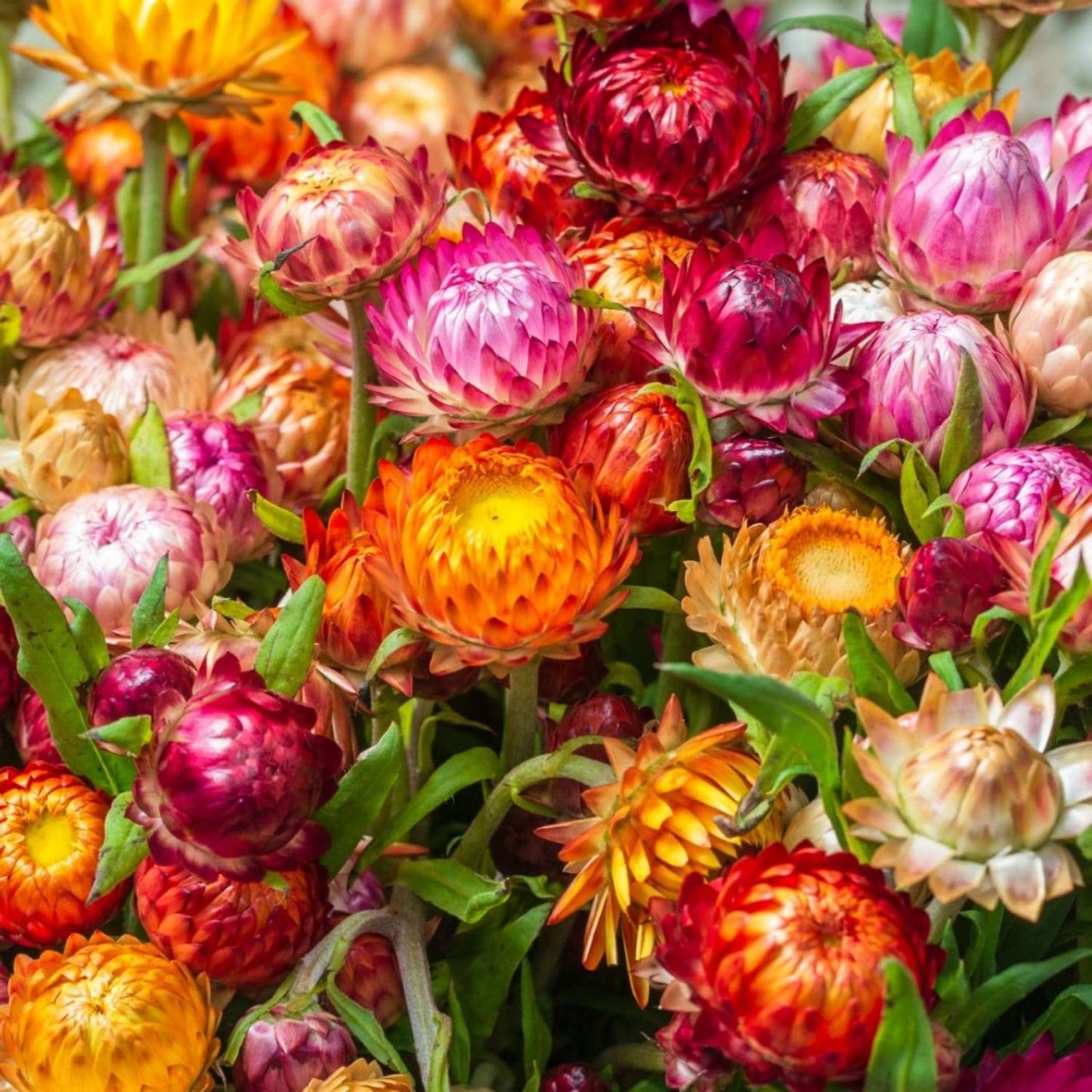 100 PCS Mixed Colorful Strawflower Seeds - Bring Vibrant Hues to Your Garden