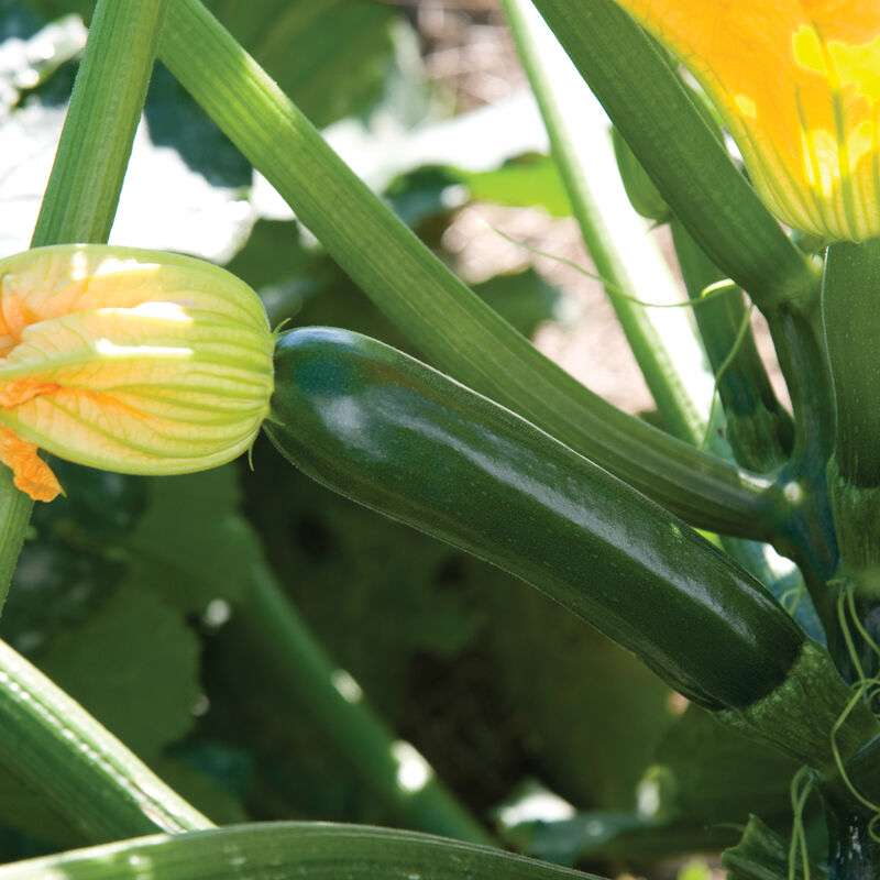 Noche (F1) Zucchini Squash Seed