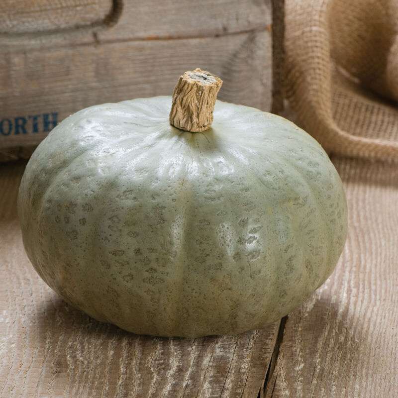 Winter Sweet Organic (F1) Kabocha Squash Seed