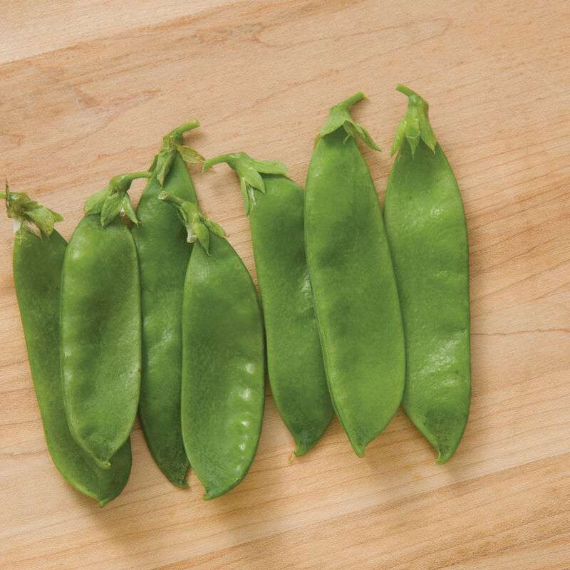 Avalanche Organic Pea Seed