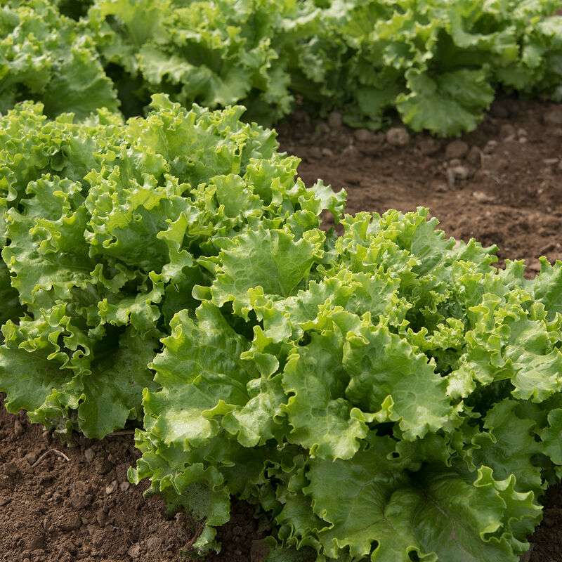 Starfighter Pelleted Lettuce Seed