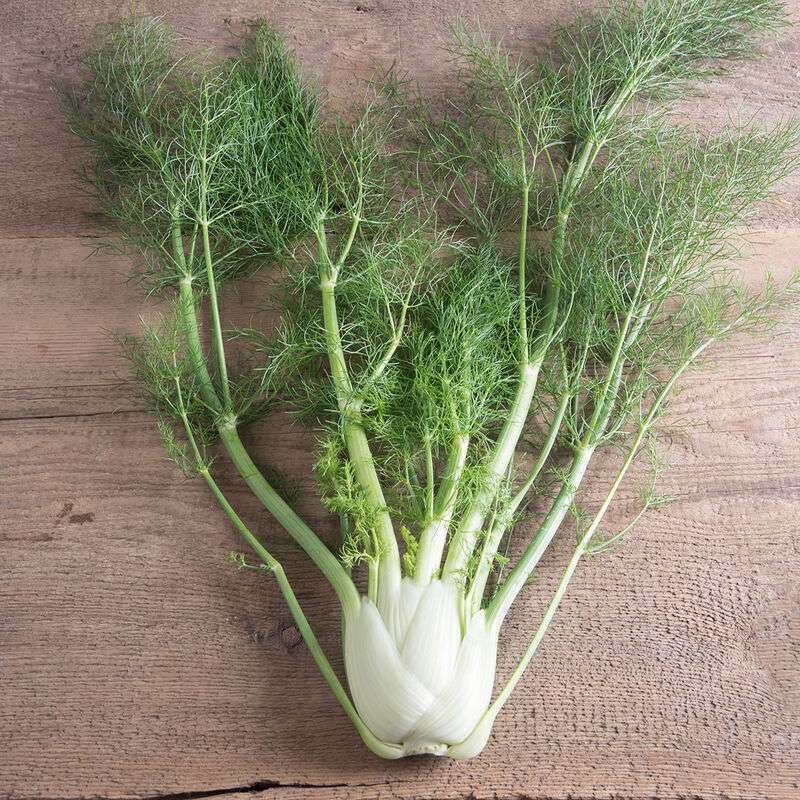 Fino Organic Fennel Seed