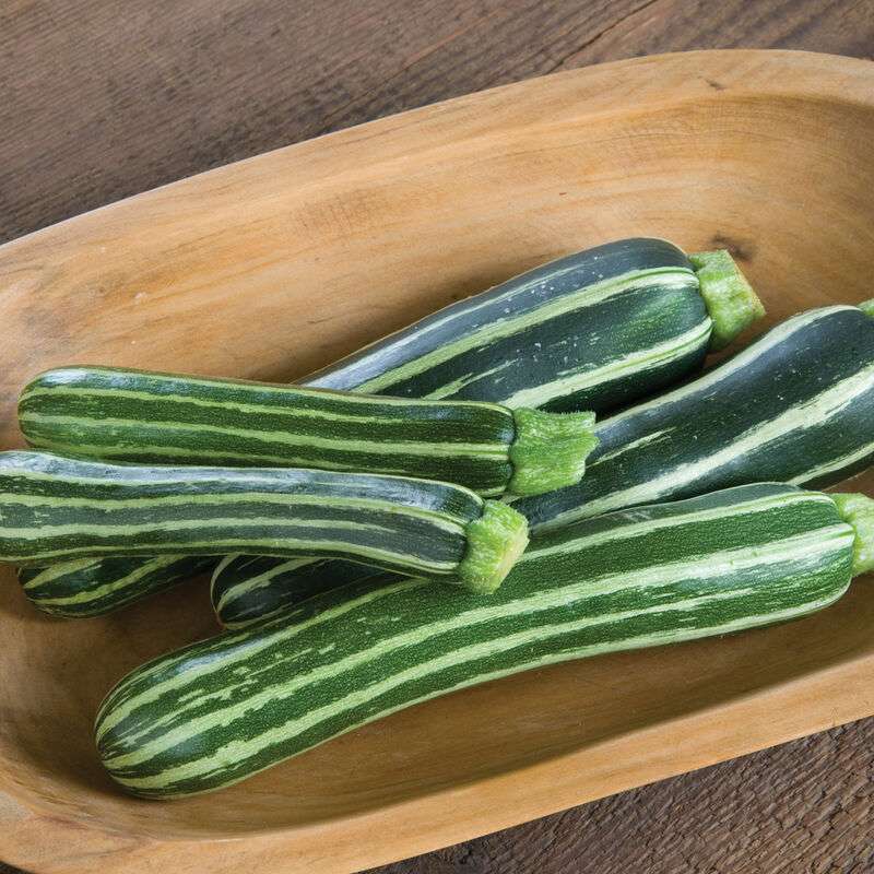 Safari (F1) Zucchini Squash Seed