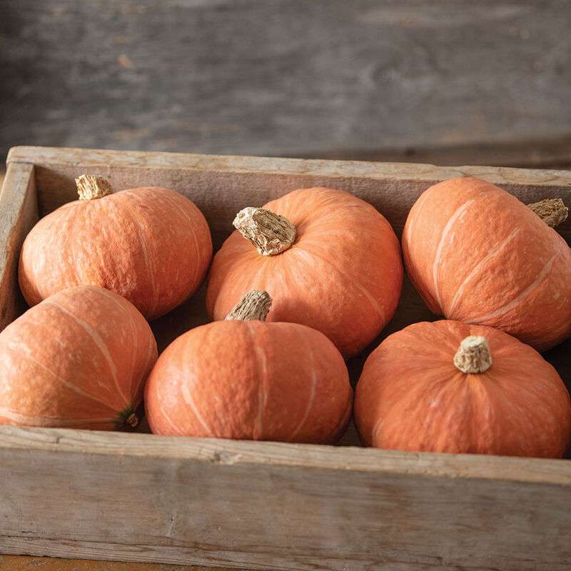 Marmalade (F1) Kabocha Squash Seed