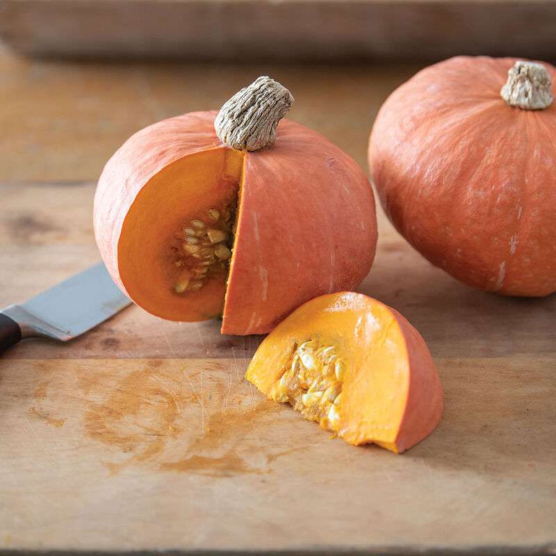 Marmalade Organic (F1) Kabocha Squash Seed