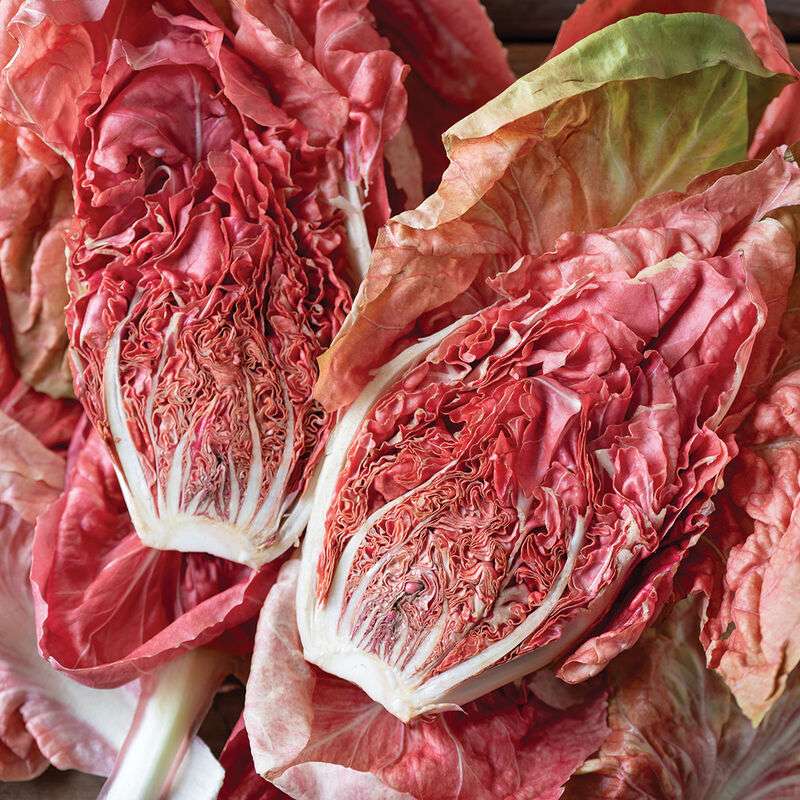 Stella Rosa Radicchio Seed