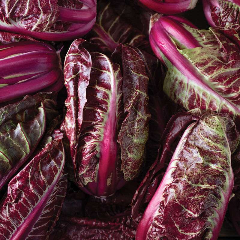 Luna Rossa Radicchio Seed