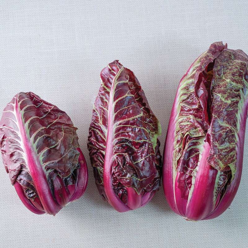 Luna Rossa Radicchio Seed