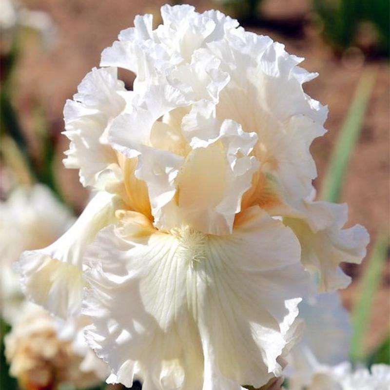 100 Pcs Exquisite White German Iris Seeds