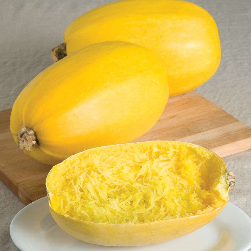 Spaghetti Squash Vegetable Seed