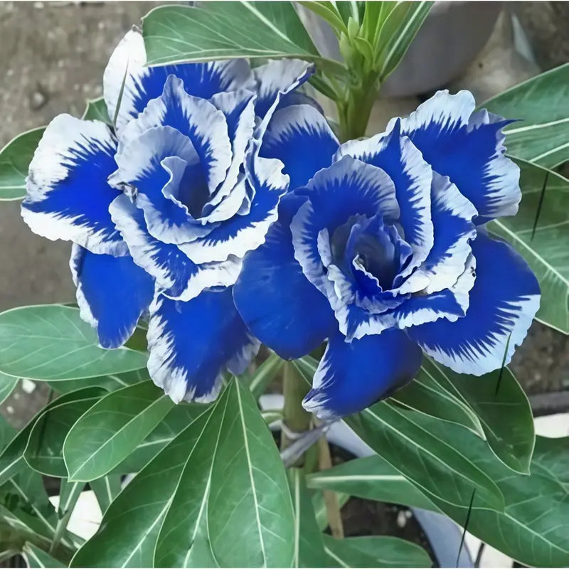 100 Pcs Rare Exotic Blue Double Desert Rose Seeds (Adenium Seeds)
