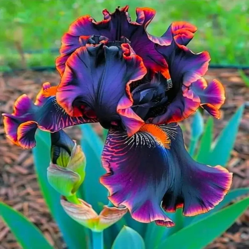 100 Pcs German Iris Seeds