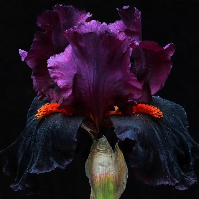 100 Pcs German Iris Seed - Vibrant Beauty for Your Garden