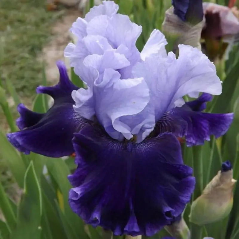 100 PCS German Iris Seeds - Add a Touch of Elegance to Your Garden