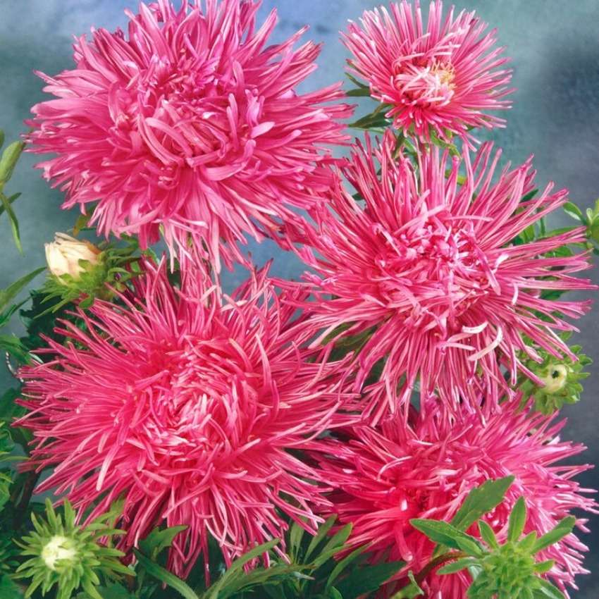 100 PCS Vibrant Pink Aster Seeds