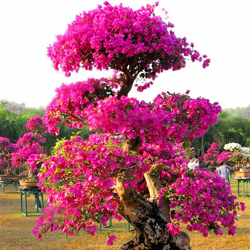 100 Pcs Red Bougainvillea Seeds
