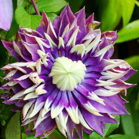 100 Pcs Clematis Seeds Double Dark Purple for Planting Exotic Eye Appeal Heirloom