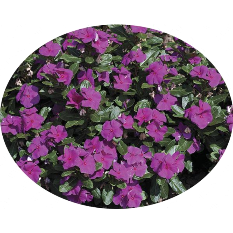 Purple Vinca Periwinkle Seeds