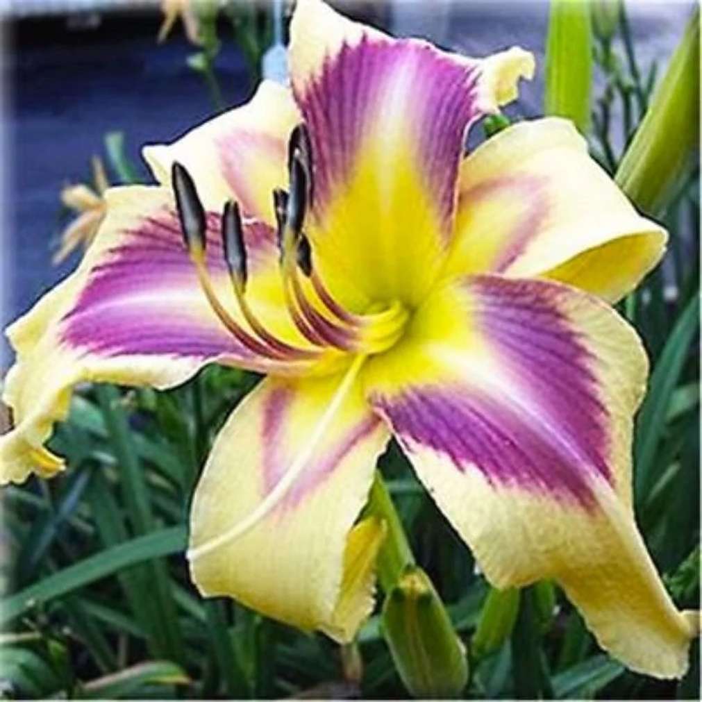 100 PCS Yellow Premium Daylily Seeds - Vibrant Hybrids for Your American Garden