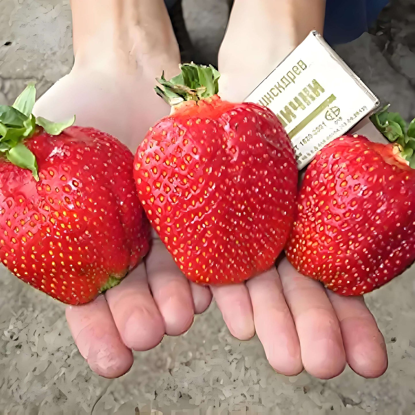 1000 PCS Giant Strawberry Seeds - Flavorful and Visual Delight for Your Garden(Non-GMO)