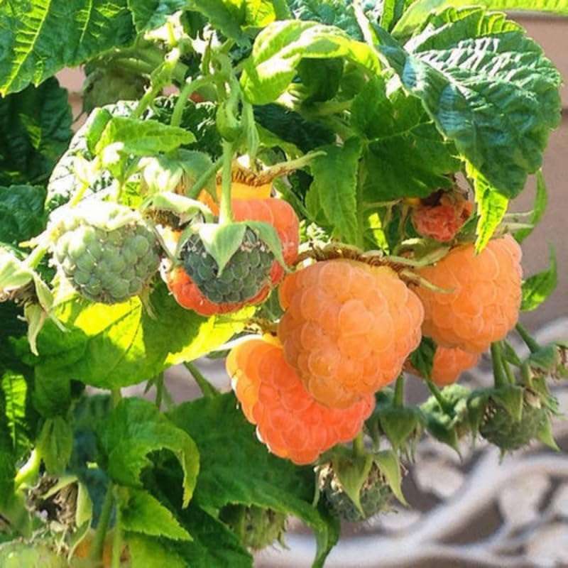 500 PCS Golden Raspberries - Non GMO