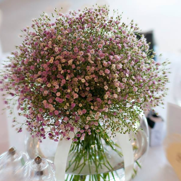 Purple-White Mix Gypsophila Flower Seeds