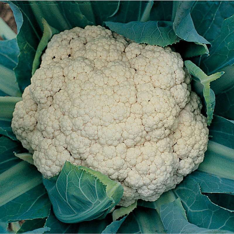 Snow Crown (F1) Cauliflower Seed