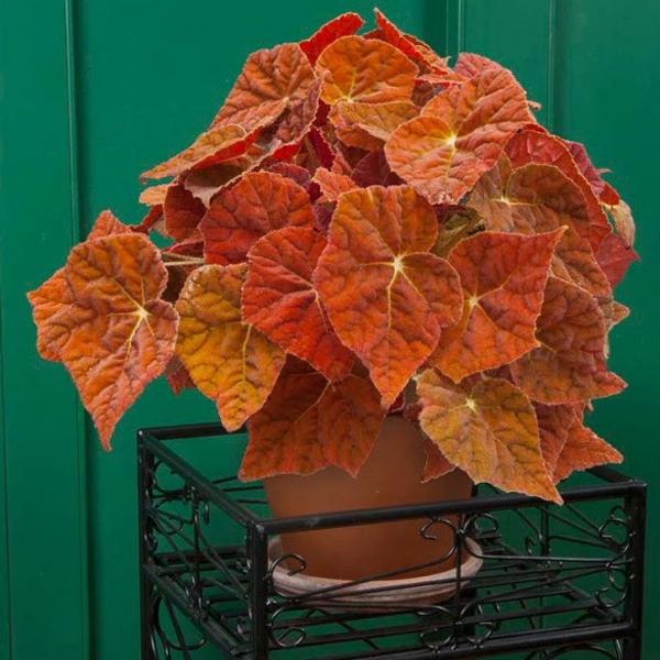 Orange Coleus Flower Seeds