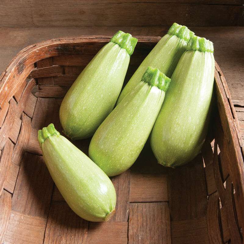 Magda (F1) Zucchini Squash Seed