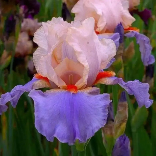 100 Pcs Blue White German Iris Seed - Stunning Beauty for Your Garden