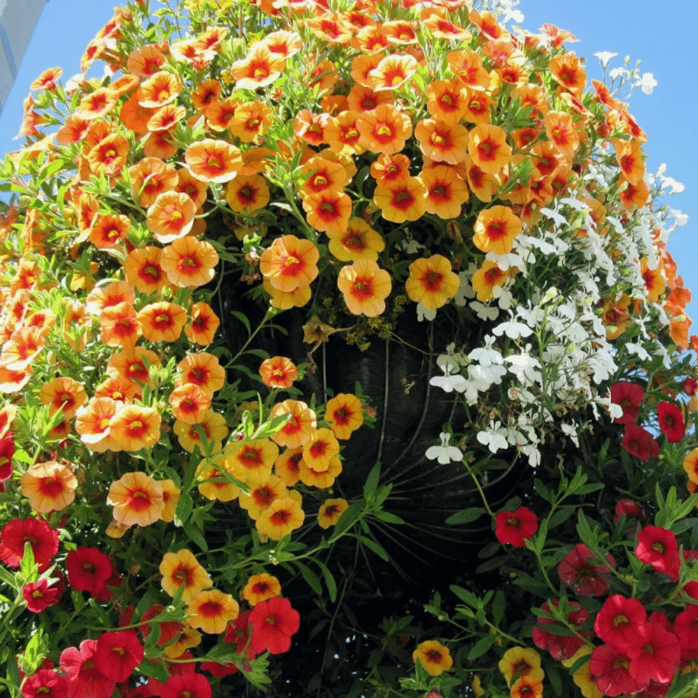 1000PCS Mixcolor Petunia Seeds for Planting Home Garden