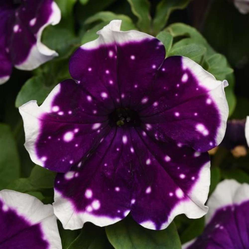 100 PCS Premium Deep Purple Petunia Seeds