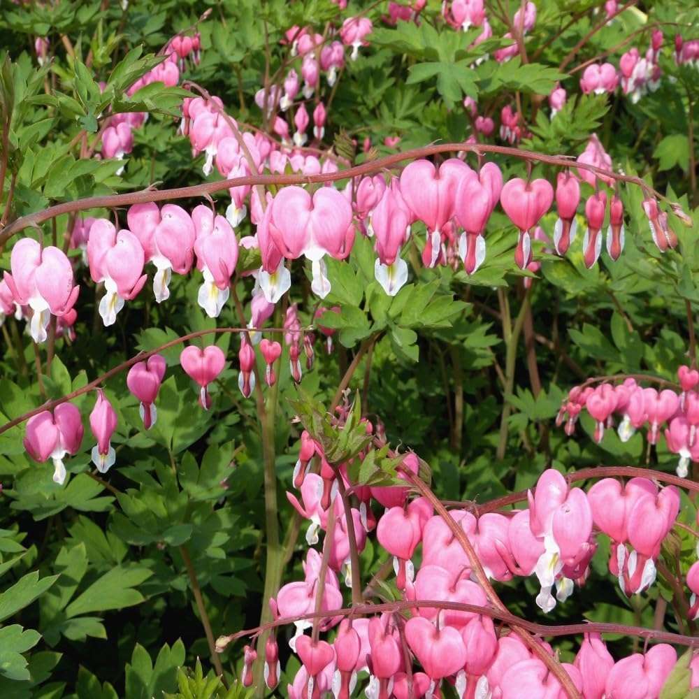 Pink Bleeding Heart Rare Seeds for Planting- Unique Flower, Sprout Beautiful Heart Shaped Blooms - Easy to Grow Perennials - Attracts Butterflies, Bees & Hummingbirds