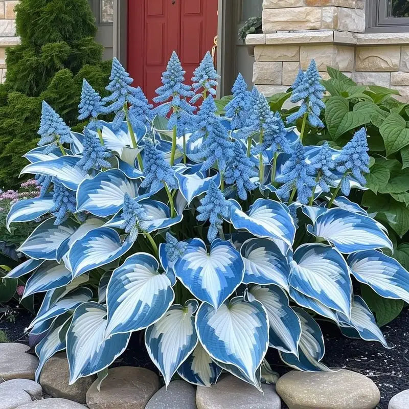 100PCS Hosta Seeds