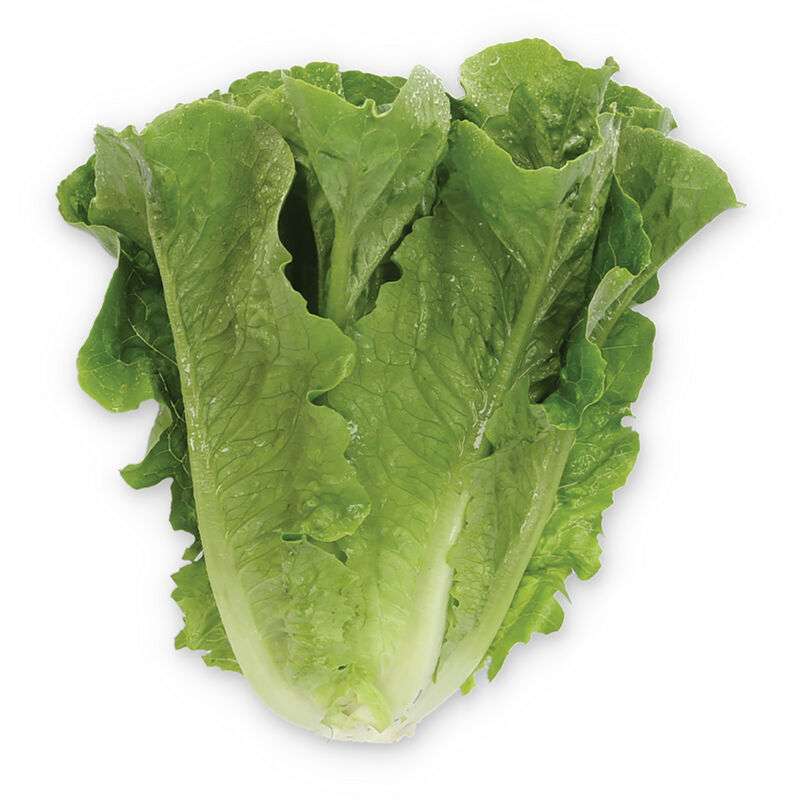 Gladius Pelleted Lettuce Seed