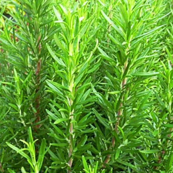 Green Rosemary Plant Seeds