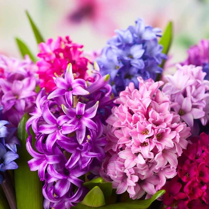 100 PCS Mixed Hyacinth Seeds - Bring Aromatic Beauty to Your Garden