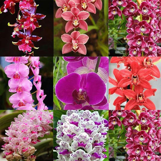 100 fragrant Cymbidium seeds