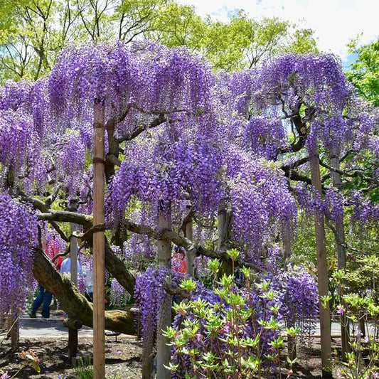 10 PCS Premium Wisteria Seed Collection - Ideal for Creating Magnificent Hanging Gardens
