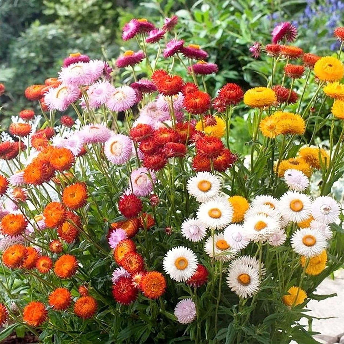 100 PCS Mixed Colorful Strawflower Seeds - Bring Vibrant Hues to Your Garden