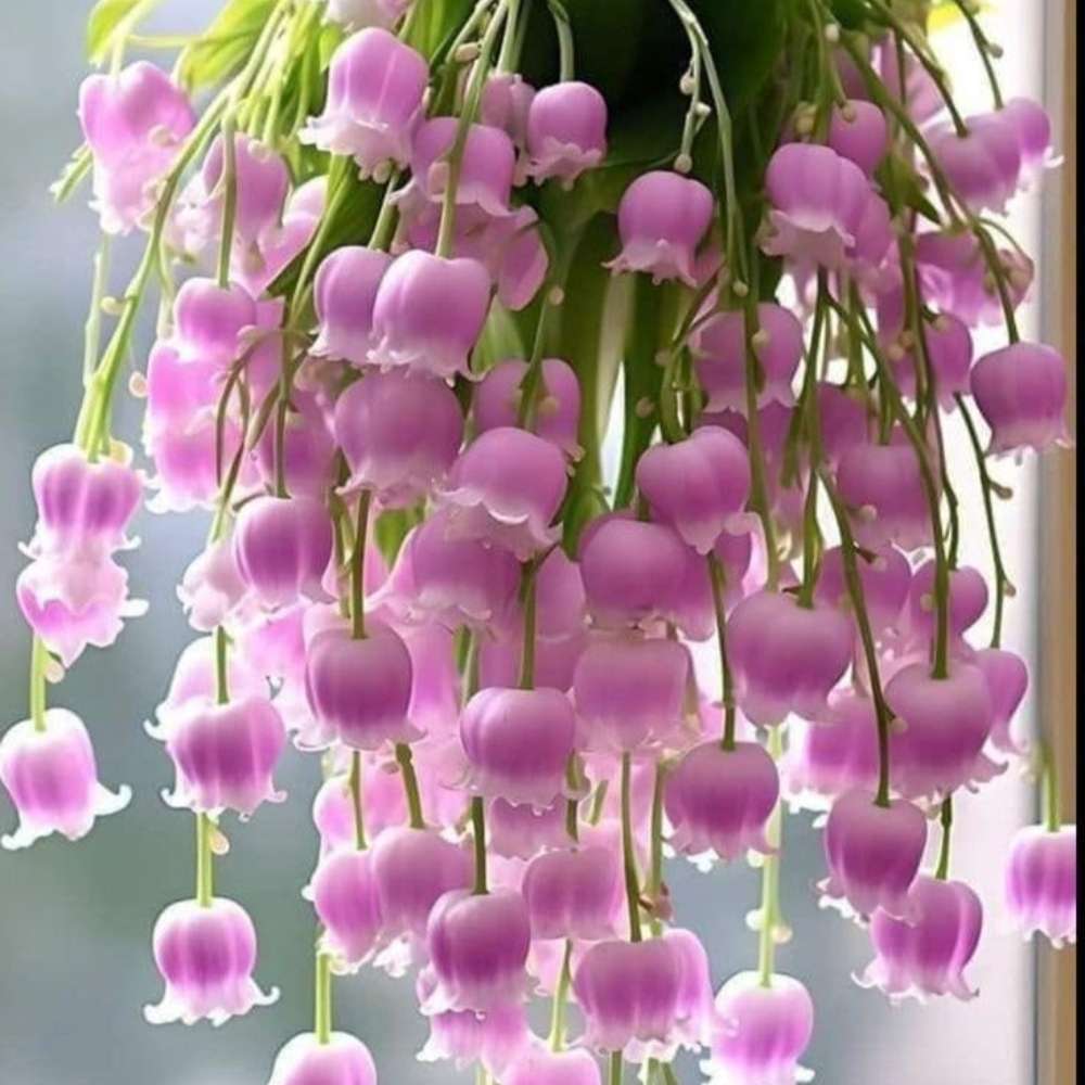 100 PCS Pink Lily of the Valley Seeds - Elegant & Fragrant Addition to Your Garden