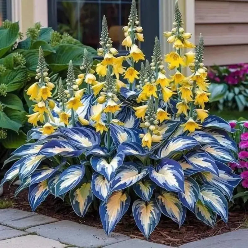 100 Pcs Hosta seeds Bonsai Seeds
