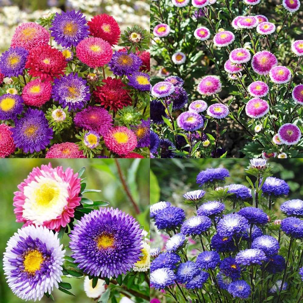 100 PCS Rainbow China Aster Seeds