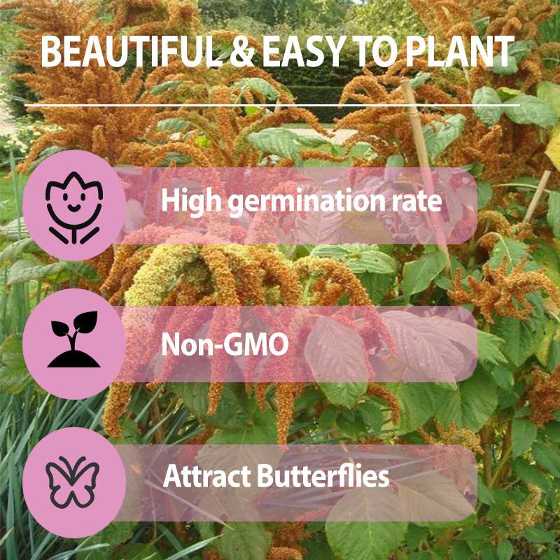 100 PCS Vibrant Tailless Amaranth Seeds - Amaranthus caudatus for Ornamental Gardens & DIY Projects