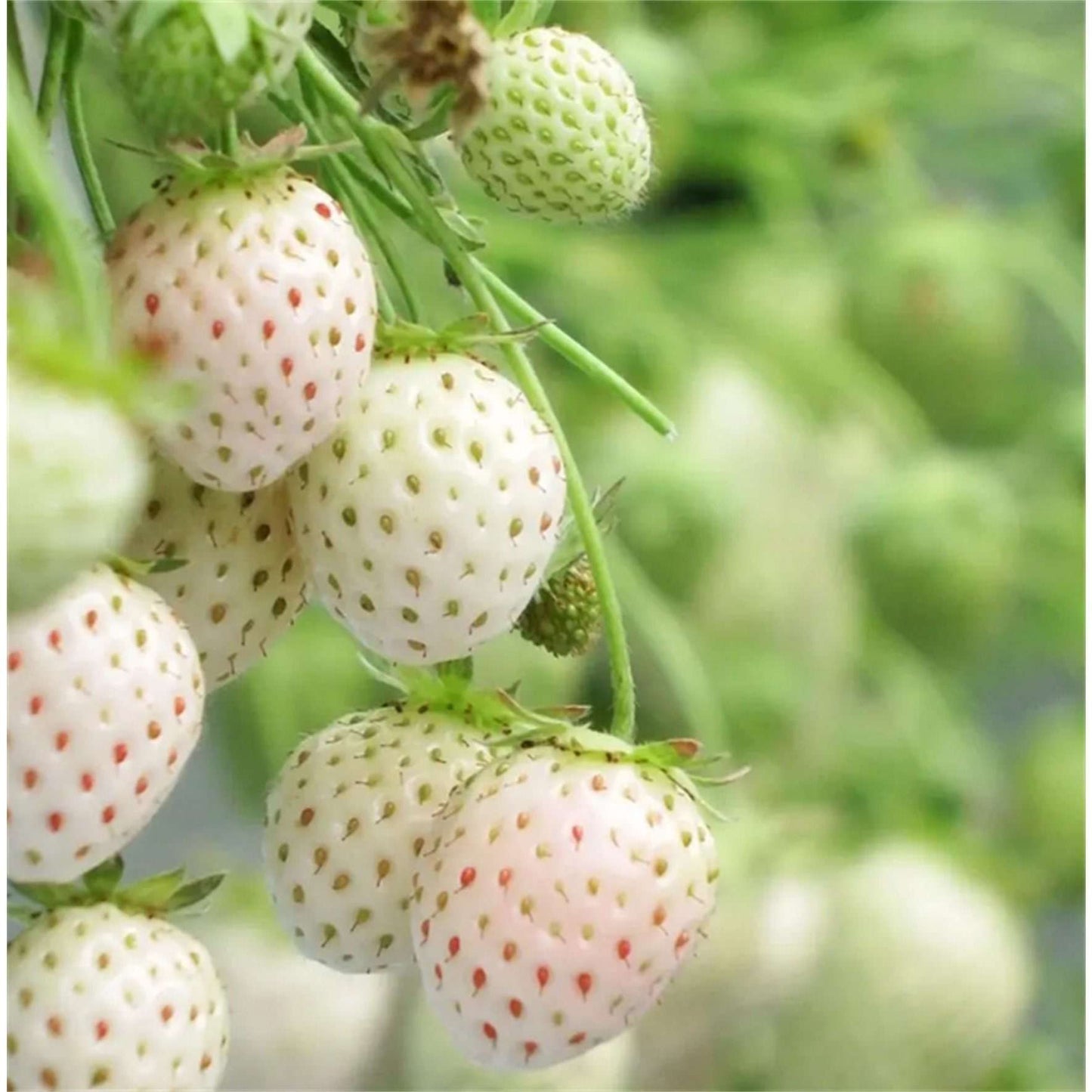 1000 PCS Tasty White Strawberry Seeds - Non GMO