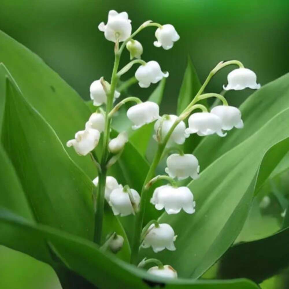 100 PCS Premium Bellflower Seeds (Convallaria keiskei Miq.)