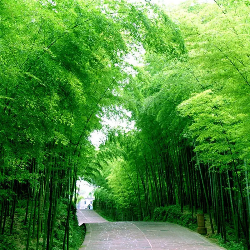 50 Pcs Chinese Bamboo Seeds